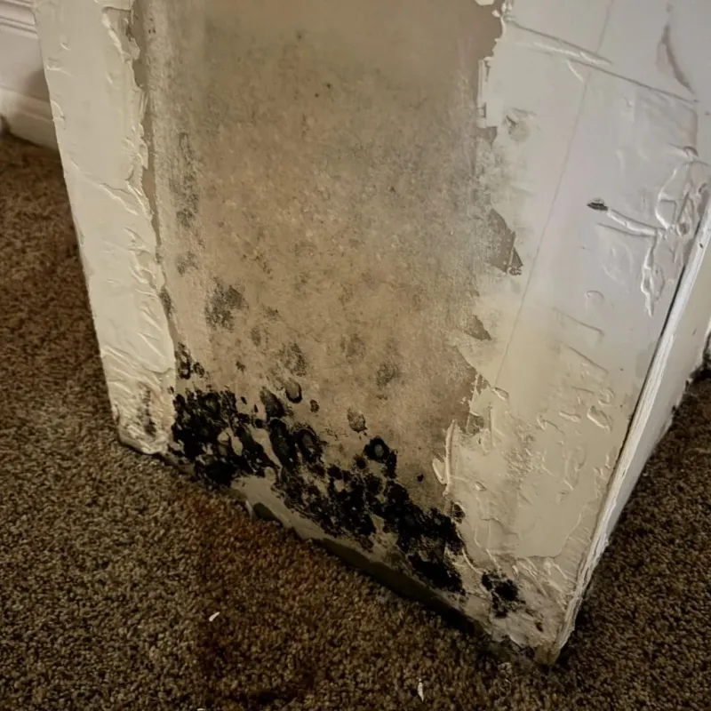 Professional Mold Removal in Sterling, KS